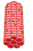 Structure of skeletal muscle Each cell (fibre) is long and cylindrical Muscle fibres are multi-nucleated