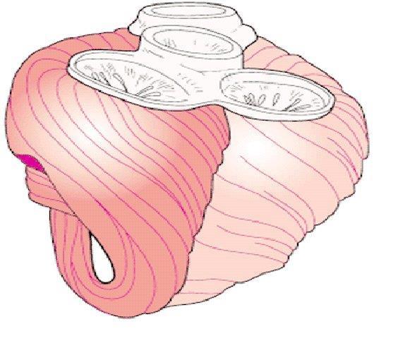 Cardiac muscle Main muscle of heart Pumping mass of heart Critical in humans