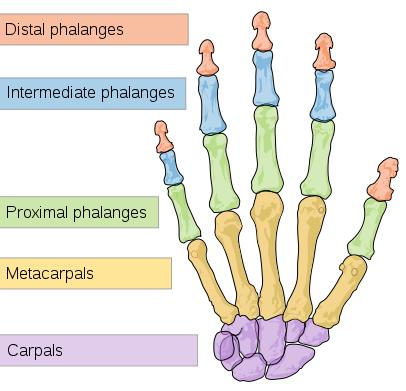 Carpals The wrist is composed of 8 separate carpal bones.