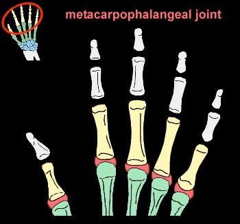 Metacarpophalangeal Joints