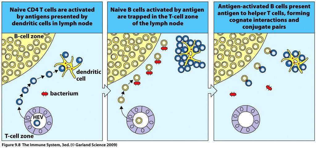 T-cell dependent antigens Thymus dependent antigens: in secondary lymphoid organs, Ag, B-cell and Th cell