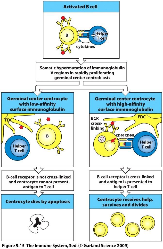 Selection in germinal centers