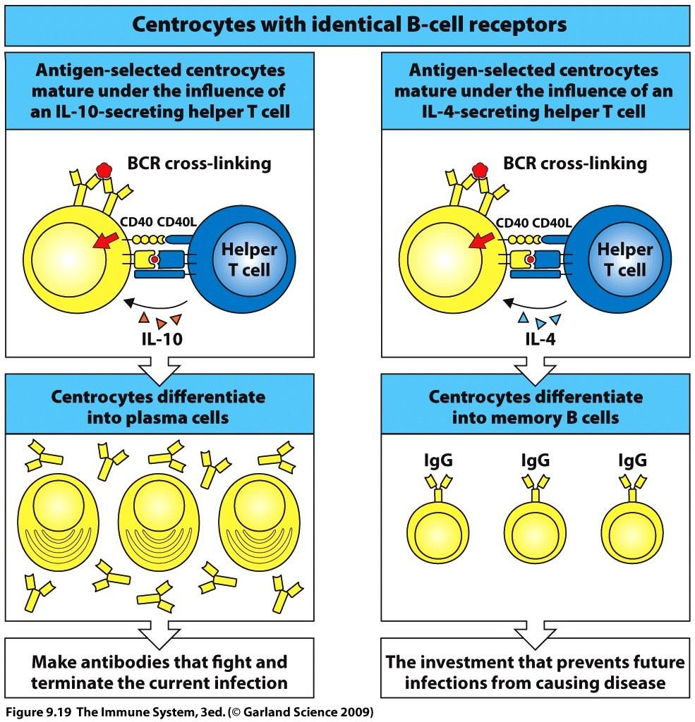 Cytokines determine differentiation of selected centrocytes to