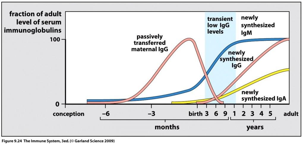 Mother s antibodies protect child before and after birth Before birth: IgG transported from mother s circulation via placenta mediated via FcRn high level IgG in child s blood obtained from mother