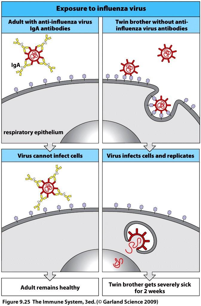 Neutralization of viruses and bacteria by high affinity Abs First step in infection of bacteria and viruses is attachment of pathogen s outer surface protein to cellular receptor on cells of host