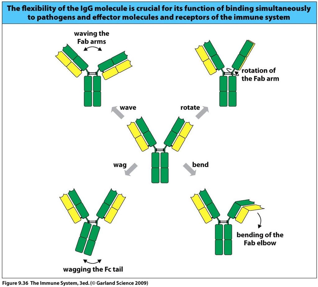 Characteristics of IgG Conformational flexibility of hinge allows avid binding of 2 Fab arms and