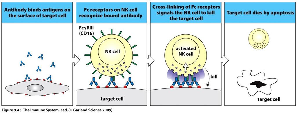 Low affinity FcγRIII responsible for ADCC FcγRIII expressed on NK cells and occurs in two forms: FcγRIIIa associated with signaling dimer γ chain FcγRIIIb attached to outer membrane via GPI, not