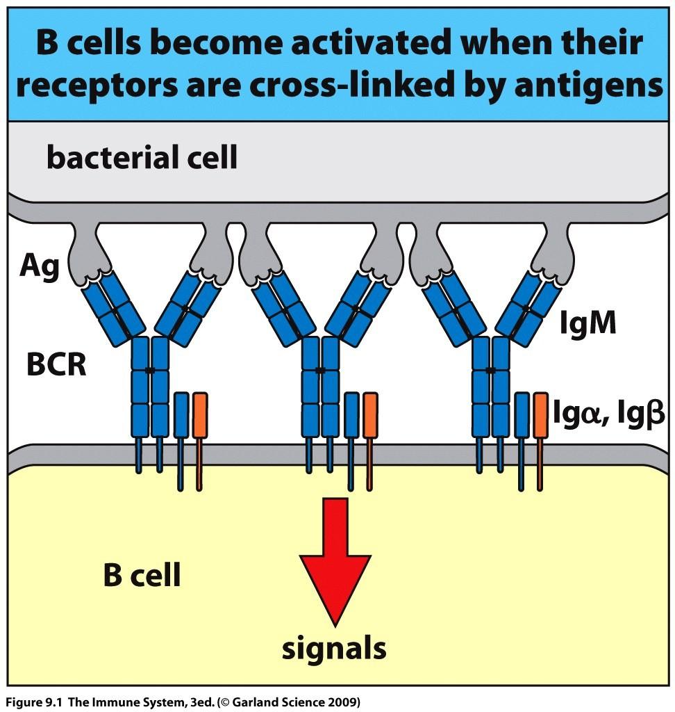 B-cell activation requires cross-linking of the BCR Surface