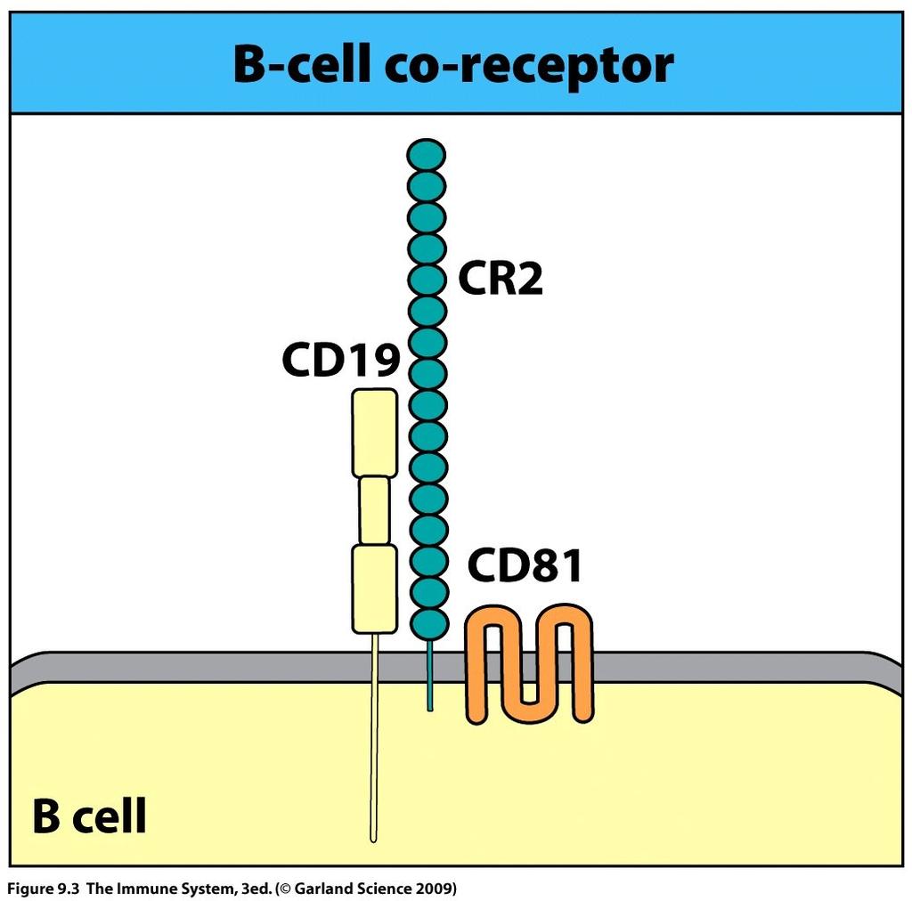 Full B-cell activation requires an additional sign