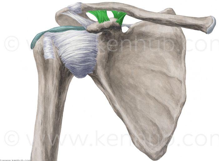 Acromioclavicular joint