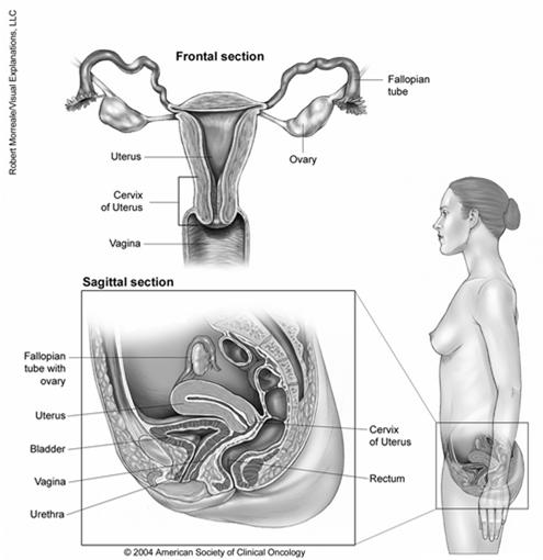 22 Pelvic Organs Adnexa "appendages" of the uterus, namely the ovaries, fallopian tubes and ligaments that hold the uterus in place Bladder Bladder Serosa Broad Ligament Cul de sac Fallopian Tubes