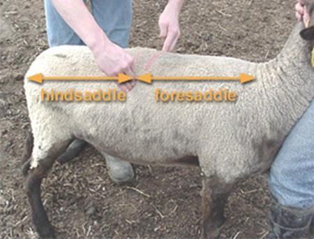 Length of Hindsaddle Contains most valuable cuts