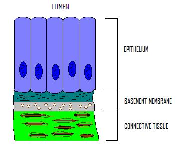 3. Simple Columnar Epithelium Simple columnar epithelium lining the small intestine contains goblet cells, which produce mucous.