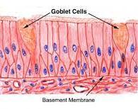Stratified Epithelium: 1.Stratified Squamous Epithelium (keratinized and nonkeratinized) this tissue consists of many layers of cells.