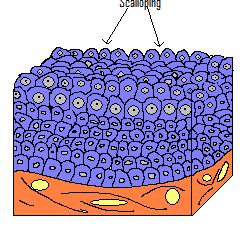 4.Transitional Epithelium : this tissue has features common to stratified cuboidal and stratified squamous epithelium (hence the name transitional).