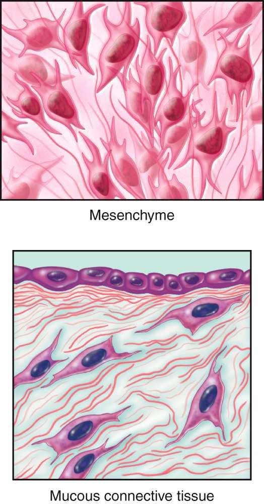 Connective Tissue Fibers Fibers in the extracellular matrix provide strength and support to a tissue Collagen fibers Elastic fibers Reticular