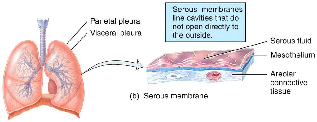 Membranes Membranes are flat sheets of pliable tissue that cover or line a part of the