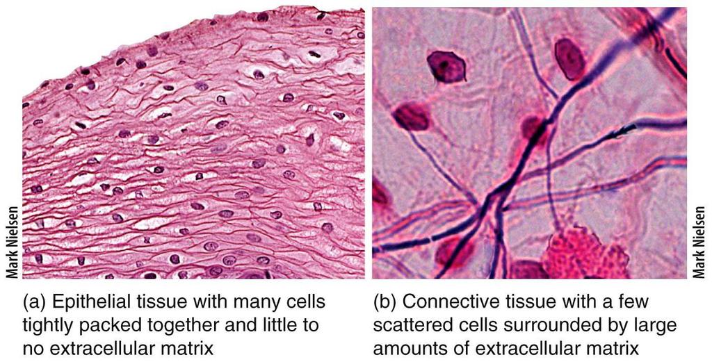 Connective Tissue What