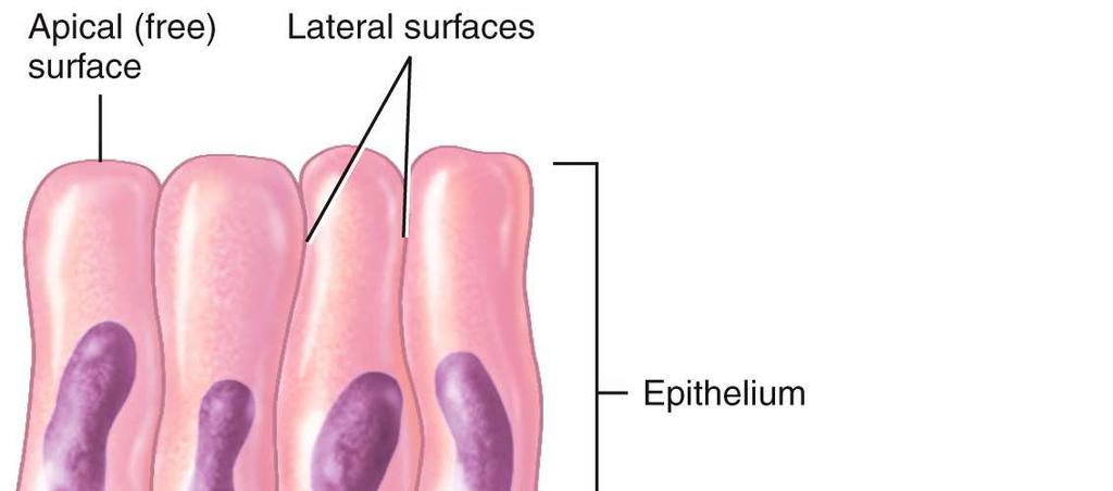 General Features of Epithelial Tissue Cells are arranged