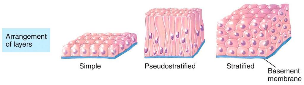 supply Mitosis occurs frequently Surfaces of Epithelial