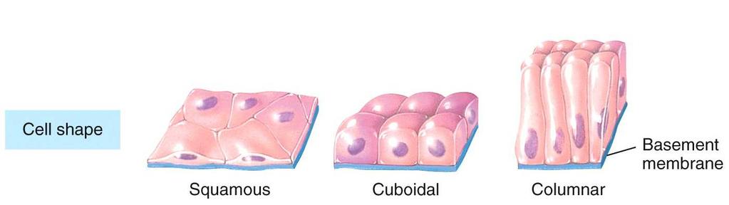 Epithelial Tissue Covering and lining epithelia are
