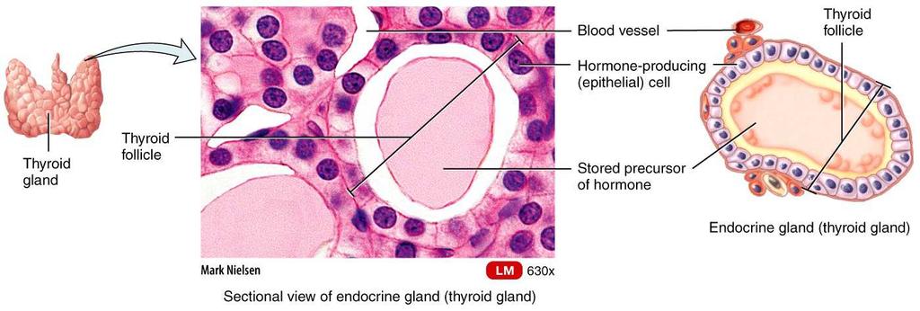 Glandular Epithelium A gland is a single cell or a mass of epithelial cells adapted for secretion Endocrine vs.