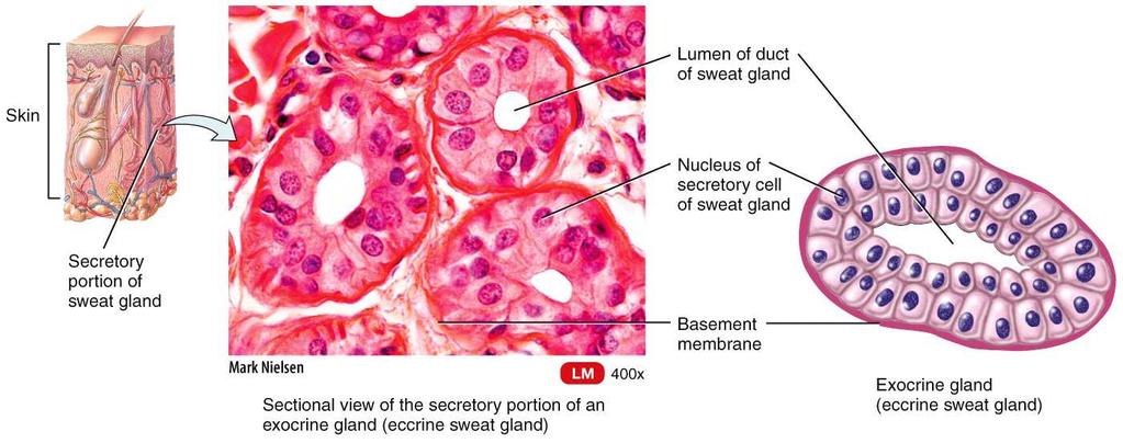 Multicellular composed of many cells that form a distinctive microscopic structure or macroscopic organ Sweat glands