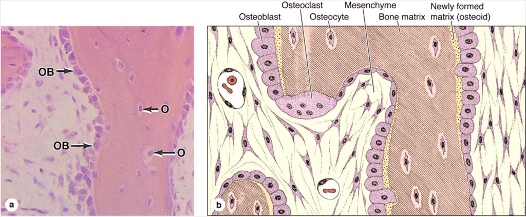 Osteoblasts Found along edge of bone, with