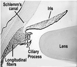 CILIARY BODY Primary functions Pulls on lens for