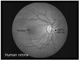vessels from retina Transfers info to brain s visual