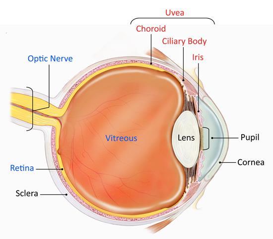 Anatomy: What is Uveitis? The uvea is the middle layer of the eye and contains much of the eye s blood vessels.