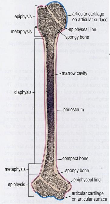 Bone Compact bone 80% Outer part of all bones Haversian canal Trabecular bone 20% Interiors of flat bones