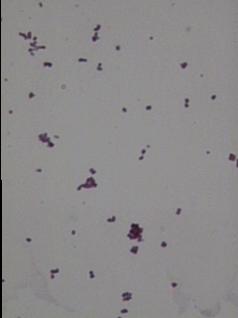 Cocci Round or spherical in shape If Cocci occur in pairs they are diplococci If Cocci