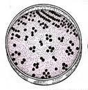 Bacteria When they multiply on a suitable medium, visible colonies appear on the plate within 24 hours.