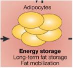 During the absorptive state During the absorptive state 50% Dietary lipids 40% stored as Triglycerides 10% stored as Glycogen Most dietary lipids are stored in adipose tissue The liver packages