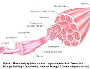 bone, muscle and other tissues Bone Muscle How does the body use carbohydrates?