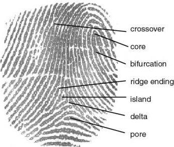 Fingerprints AKA friction ridge patterns b/c the ridges help increase the friction when we pick up an object, helping us hold onto it Fingerprints