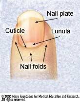 Nails Nail plate (nail itself) Nail Bed (under the