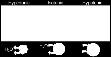 Hypotonic-lower concentration of solutes https://www.