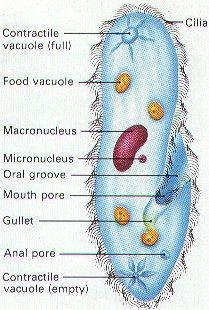 Some of them, such as the paramecia have structures called contractile vacuole which remove the excess water by pumping it out of the cell. https://www.youtube.com/watch?v =vk5nfsvp8ly 12.