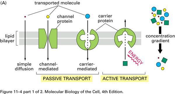 15. What is active transport?