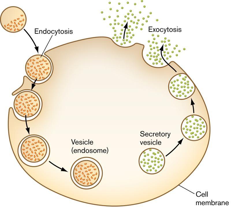 18. How do macromolecules that are too large to pass through the cell membrane by the