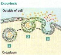 2) Exocytosis- the process by which a substance is released from the cell through a vesicle that transports the substance to the cell surface and then fuses with the membrane to let the substance out