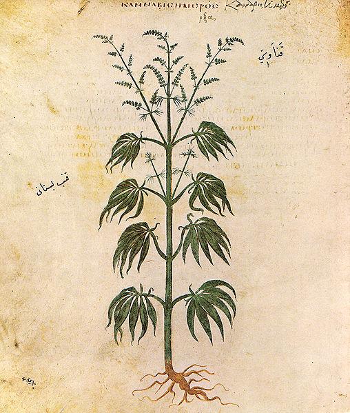 3/2/18 History of cannabis as medicinal herb 4000 BC Chinese medicine 1840s Queen Victoria used @ncture 1937 Marihuana