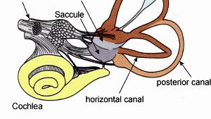 2. Semicircular canals: 3 ring structures; each filled with fluid, separated by a membrane.