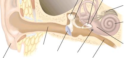 nerve Bone Cochlea Pinna Ear canal Tympanic membrane Round window