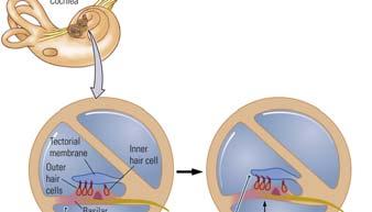 Signaling mechanism for hearing: - sound waves produce movement of basilar membrane; - movement of basilar membrane induce movement of cilia of hair cells; - cilia movement increase or