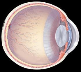 15.4 Sense of Vision Abnormalities of the eye that are corrected with lenses Copyright The McGraw-Hill Companies, Inc.