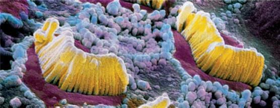 membrane stereocilia basilar membrane hair cell