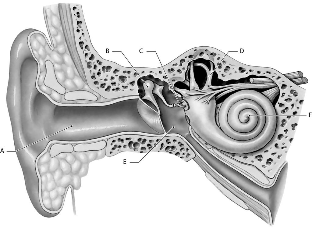 Use Figure 9.3 to answer the following questions: 40) The structure labeled "A" is called the A) external acoustic meatus. B) auditory tube. C) Eustachian tube. D) auricle. E) cochlea. Figure 9.3 41) The structure labeled "D" functions in the perception of A) taste.